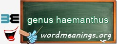WordMeaning blackboard for genus haemanthus